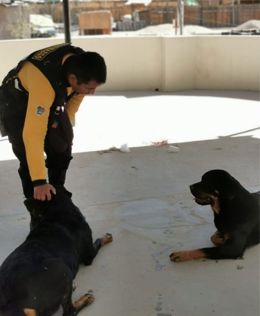 Perros rottweilers son llevados a la base de serenazgo de Moquegua